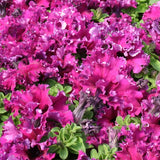 Petunia 'Frillytunia' Burgundy