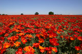 California Poppy "ESCHSCHOLZIA RED CHIEF"