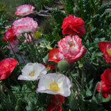Papaver ’Shirley Double Mix'