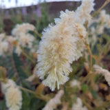 Ptilotus auriculifolius