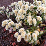 Ptilotus auriculifolius