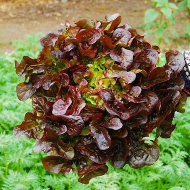 Lettuce 'Oakleaf Red'
