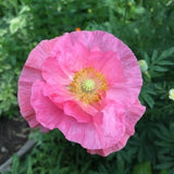 Papaver ’Shirley Double Mix'