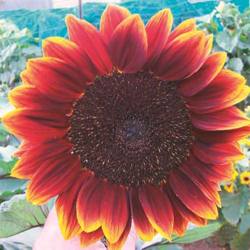 Sunflower Royal Velvet