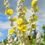 Verbascum bombyciferum