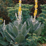 Verbascum bombyciferum