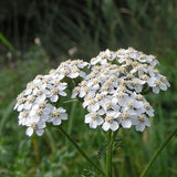 White Yarrow