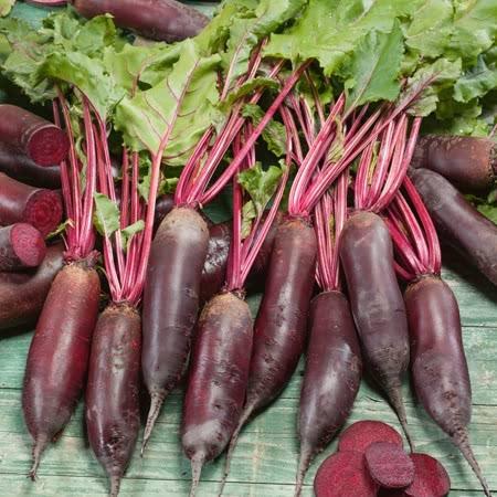 Beetroot 'Cylindra'