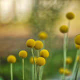 Billy Buttons - Pycnosorus globosus