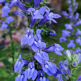 Great Blue Lobelia