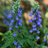 Great Blue Lobelia