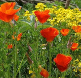 California Poppy "ESCHSCHOLZIA RED CHIEF"
