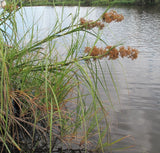 Cladium Procerum - Leafy Twig Rush