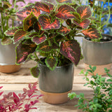Coleus 'Wizard Coral Sunrise'