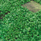 Dichondra Repens ' Emerald Falls'