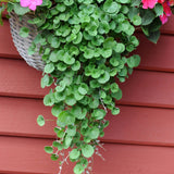 Dichondra Repens ' Emerald Falls'