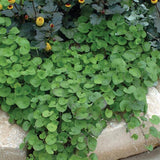 Dichondra Repens ' Emerald Falls'
