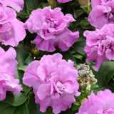Petunia 'Duo Lavender Double'