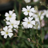 Gypsophila repens white