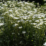 Gypsophila repens white