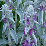 Stachys Lanata 'Deep Rose'