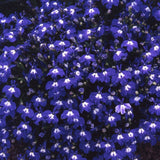 Lobelia 'Sapphire Trailing'