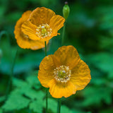 Welsh Poppy