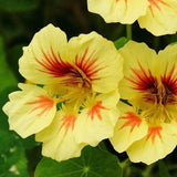 Nasturtium 'Double Jewel Peach Melba'
