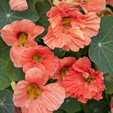 Nasturtium 'Double Jewel Baby Salmon'