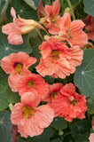 Nasturtium 'Double Jewel Baby Salmon'