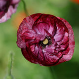 Papaver ‘Burgundy Bigalow’
