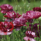 Papaver ‘Burgundy Bigalow’