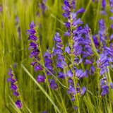 Penstemon Strictus 'Rocky Mountain Beardtongue'