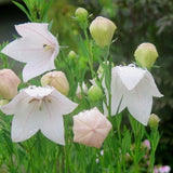 Platycodon 'Grandiflora Rose'