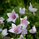 Platycodon 'Grandiflora Rose'