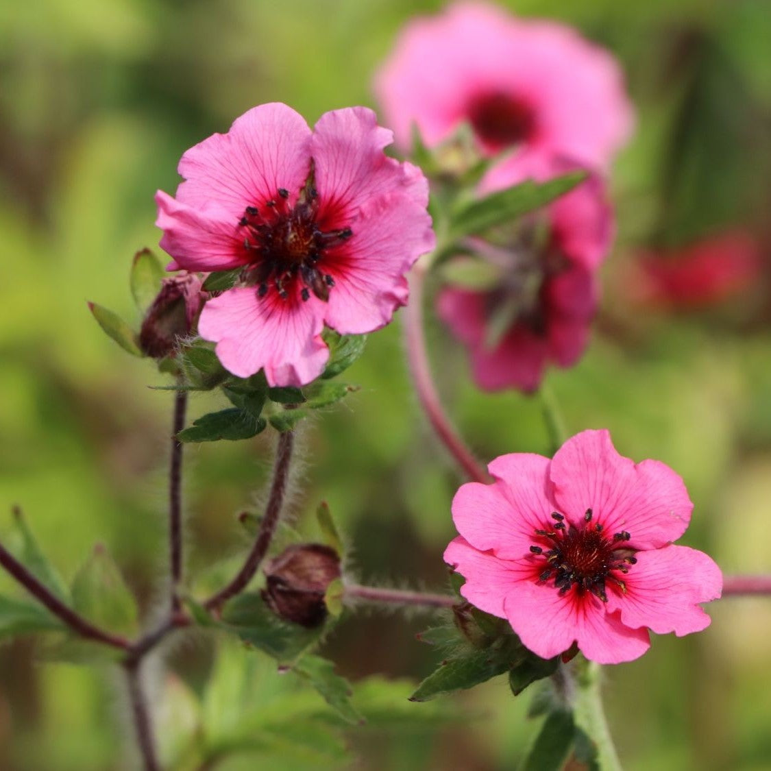 Potentilla 'Miss Willmott' – Seed Street Australia