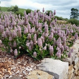 Ptilotus exaltatus
