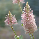 Ptilotus exaltatus
