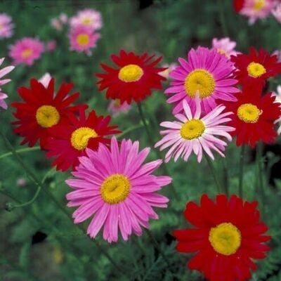 Chrysanthemum Robinson's Painted Daisy Mix