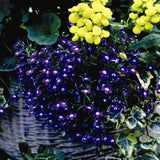 Lobelia 'Sapphire Trailing'