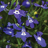 Lobelia 'Sapphire Trailing'