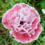 Papaver ’Shirley Double Mix'