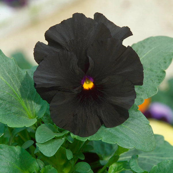 Pansy 'Clear crystal black'