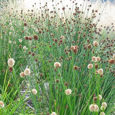 Native Grasses – Tagged 