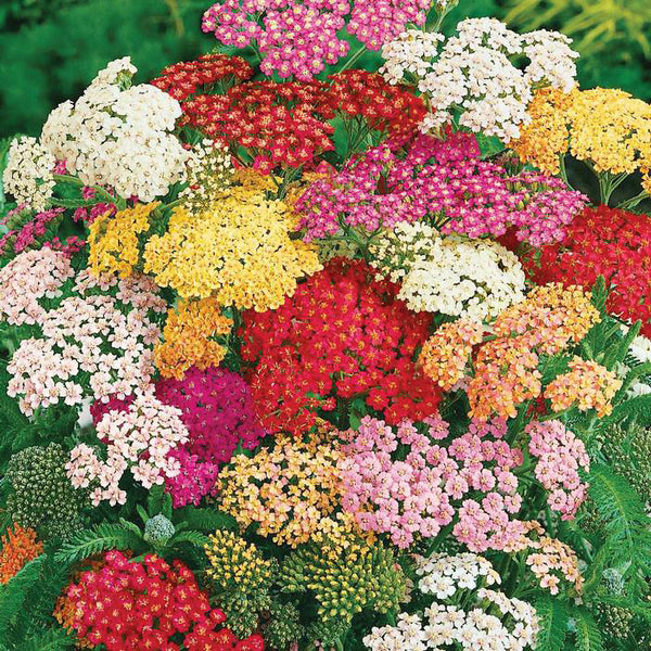 Achillea 'Summer Pastels'