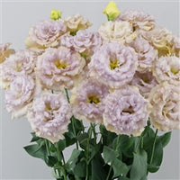 Lisianthus 'Celeb 1 Blue Chateau'