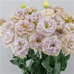 Lisianthus 'Celeb 1 Blue Chateau'