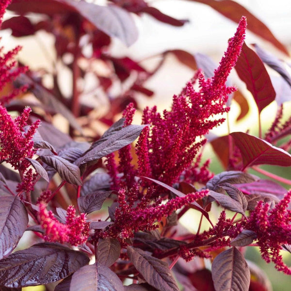 Amaranthus 'Arabian Red'