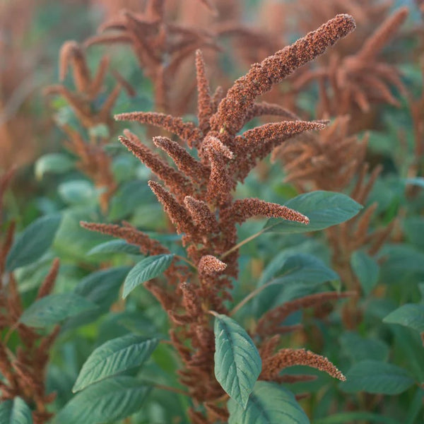 Amaranthus Hot Biscuits