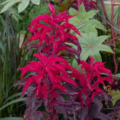 Amaranthus 'Early Splendour'